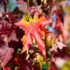 Liquidamber Styraciflua Sweet Gum Tree 7.5Ltr Pot (NL) -Quality Garden Care Store 0000000398514