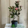 Photinia Fraseri 'Carré Rouge' 2Ltr Pot (NL) -Quality Garden Care Store 0000000398517 2