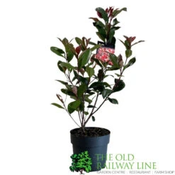 Photinia Fraseri 'Carré Rouge' 2Ltr Pot (NL) -Quality Garden Care Store 0000000398517