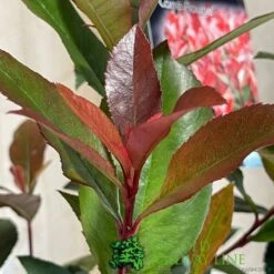 Photinia Fraseri 'Carré Rouge' 2Ltr Pot (NL) -Quality Garden Care Store 0000000398517 3