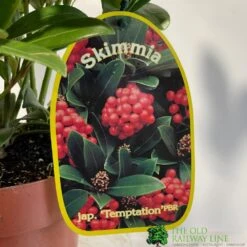 Skimmia Japonica 'Temptation' 2Ltr Pot (NL) -Quality Garden Care Store 0000000398528 2