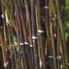 Fargesia Nitida 'Black Pearl' Bamboo 7.5Ltr Pot -Quality Garden Care Store 0000000415237 c0054745 b8d7 4e34 9b62 e2b510df509a