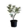 Euonymus Alatus 'Compactus' Plant 4Ltr Pot (NL) 2 Euonymus Alatus 'Compactus' Plant 4Ltr Pot (NL) -Quality Garden Care Store 00000275