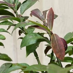 Euonymus Alatus 'Compactus' Plant 4Ltr Pot (NL) -Quality Garden Care Store 00000275 3