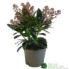 Skimmia Japonica 'Rubella' 1.5Ltr Pot (NL) -Quality Garden Care Store 00000285 0f9f7f00 aa7d 418d 9236 144eecfc850f