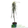 Cotoneaster 'Juliette' 80cm Tall (NL) 2 Cotoneaster 'Juliette' 80cm Tall (NL) -Quality Garden Care Store 00000625