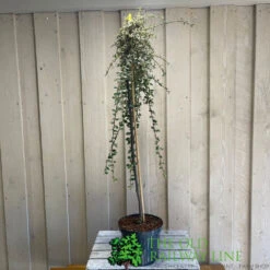 Cotoneaster 'Juliette' 80cm Tall (NL) -Quality Garden Care Store 00000625 2