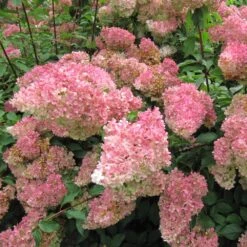 Hydrangea 'Vanille-Fraise' 40cm Tall (NL)