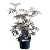 Sambucus Nigra 'Black Lace' Plant 3 Ltr Pot -Quality Garden Care Store 00000629 8b8a232f 6c5b 4895 a1af 2c59937f44cf