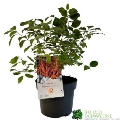 Cornus 'Midwinter Fire' Plant 3Ltr Pot (NL)