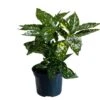 Aucuba Japonica 'Golden King' 2Ltr Pot (NL) -Quality Garden Care Store 00002104
