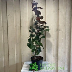 Corylus 'Red Majestic' Hazel Tree 70cm Tall (NL) -Quality Garden Care Store 00002653 2
