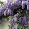 Wisteria Sinensis 'Prolific' Climber 7.5 Ltr Pot (NL) -Quality Garden Care Store 00004785 a5d783ef 7206 4787 8d92 6f2c74dd9444