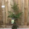 Cryptomeria 'Barabits Gold' Conifer5Ltr Pot (NL) 2 Cryptomeria 'Barabits Gold' Conifer5Ltr Pot (NL) -Quality Garden Care Store 00005465