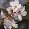 Prunus ‘Autumnalis Rosea' Cherry Blossom 120cm Tall (NL) 1 Prunus ‘Autumnalis Rosea' Cherry Blossom 120cm Tall (NL) -Quality Garden Care Store 11997 2 800x800 1