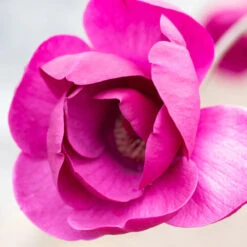 Magnolia 'Black Tulip' Tree 80cm Tall (NL) -Quality Garden Care Store 13548 13313 e83c 800x800 1