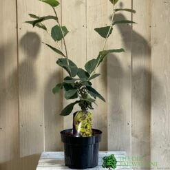 Hamamelis 'Westerstede' 5Ltr (NL)