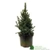 Picea 'Sanders Blue' Spruce Plant 3Ltr Pot (NL) -Quality Garden Care Store 2000000675510 d1a785f9 e367 456d 83ae 983b2dd00a8b