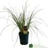 Cortaderia 'Pumila' 5Ltr Pot (NL) 1 Cortaderia 'Pumila' 5Ltr Pot (NL) -Quality Garden Care Store 30001104