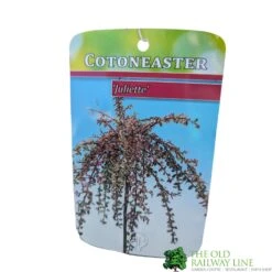Cotoneaster 'Juliette' 80cm Tall (NL) -Quality Garden Care Store 30001111 1