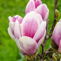 Magnolia 'Satisfaction' Tree 60cm Tall (NL) -Quality Garden Care Store 30136615 2 1