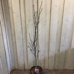 Magnolia 'Satisfaction' Tree 60cm Tall (NL) -Quality Garden Care Store 30136615 2