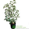 Magnolia 'Sunrise' Tree 50cm Tall (NL) -Quality Garden Care Store 30136619