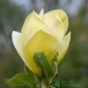 Magnolia 'Sunsation' Tree 50cm Tall (NL) -Quality Garden Care Store 30136620