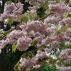 Prunus 'Kiku-Shidare Zakura' Tree 10Ltr Pot 2 Prunus 'Kiku-Shidare Zakura' Tree 10Ltr Pot -Quality Garden Care Store 30181717