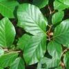 Common Beech Tree Fagus Sylvatica 15Ltr Pot -Quality Garden Care Store 30190399