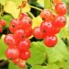 Redcurrant 'Jonkheer Van Tet' Fan Trellis 4Ltr Pot -Quality Garden Care Store 30196471