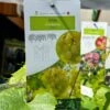 Grape 'Chardonnay' 3Ltr Pot -Quality Garden Care Store 30198711