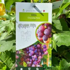 Grape 'Chasselas Rose' 3Ltr Pot