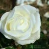 Whartons 'Silver Anniversary' Hybrid Tea White Rose Plant 3Ltr Pot -Quality Garden Care Store 5011622202081