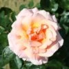 Peach Climbing Rose 'Compassion' 4Ltr Pot 2 Peach Climbing Rose 'Compassion' 4Ltr Pot -Quality Garden Care Store 5011622202234