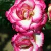 Pink Climbing Rose 'Handel' 4Ltr Pot -Quality Garden Care Store 5011622202357