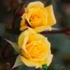 Whartons 'Laura Ford' Yellow Climbing Rose 4Ltr Pot -Quality Garden Care Store 5011622202395