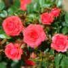 Whartons 'Birthday Wishes' Standard Tree Rose 50cm Stem -Quality Garden Care Store 5011622211250