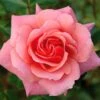 Pink Shrub Rose 'Festive Jewel' 4Ltr Pot -Quality Garden Care Store 5011622212486
