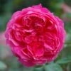 Pink Shrub Rose 'Ivor's Rose' 4Ltr Pot 1 Pink Shrub Rose 'Ivor's Rose' 4Ltr Pot -Quality Garden Care Store 5011622212974