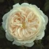 Cream Shrub Rose 'Macmillan Nurse' 4Ltr Pot -Quality Garden Care Store 5011622212998