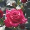 Whartons 'Timeless Charisma' Hybrid Tea Red Bush Rose Plant 3Ltr Pot 1 Whartons 'Timeless Charisma' Hybrid Tea Red Bush Rose Plant 3Ltr Pot -Quality Garden Care Store 5011622214725
