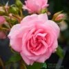 Pink Climbing Rose 'Mamma Mia Courtyard' 3Ltr Pot -Quality Garden Care Store 5011622220184
