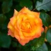 Orange Climbing Rose 'Redova Courtyard' 4Ltr Pot -Quality Garden Care Store 5011622220214