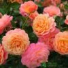 Whartons 'Peach Melba' Peach Climbing Rose 3Ltr Pot -Quality Garden Care Store 5011622220238