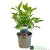 Aucuba Japonica 'Rozannie' 3Ltr Pot -Quality Garden Care Store 5019756125054 188b3fe9 b8bd 4ed6 9f84 9656eb883ad6