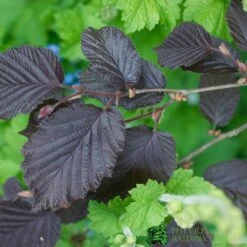 Corylus Maxima 'Purpurea' Filbert Tree 7.5Ltr Pot