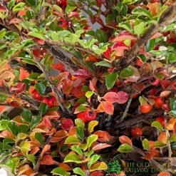Cotoneaster Horizontalis Plant 3Ltr Pot -Quality Garden Care Store 5019756161533 3