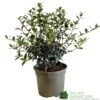 Osmanthus Burkwoodii Plant 3Ltr Pot