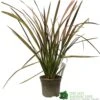 Phormium 'Jester' Flax 3Ltr Pot -Quality Garden Care Store 5019756670905